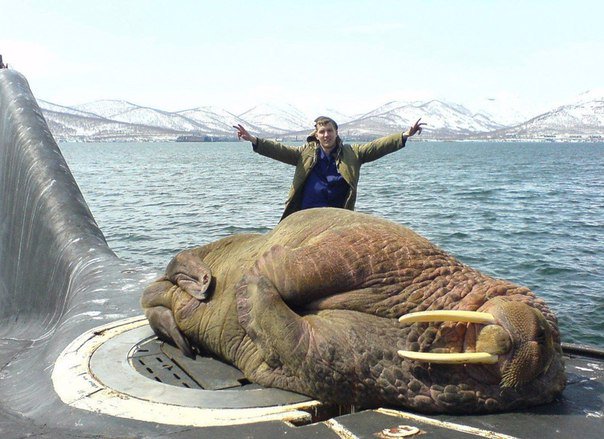 Тюлень попросился на борт матросом