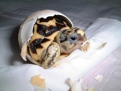 Самые смешные животные