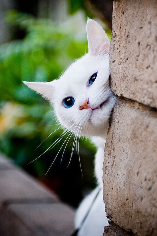 Коты и Кошки
