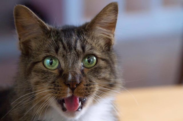 Коты и Кошки