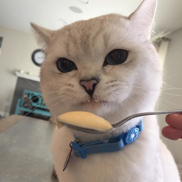 Коты и Кошки