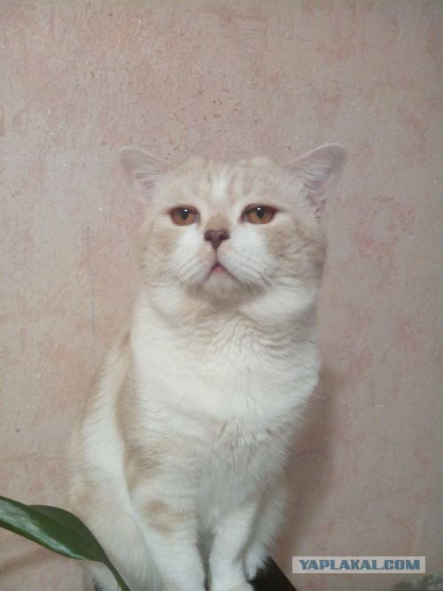 Котовторник 9.01.2018