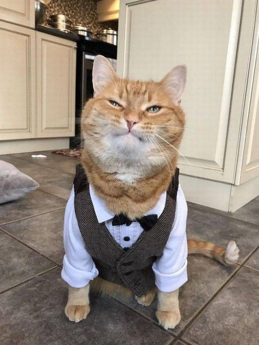 Прикольных котов пост