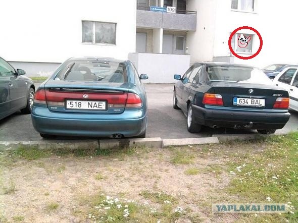 Найдите кота.