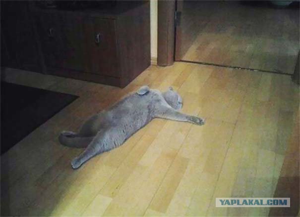 Котовторник 05.06.2018