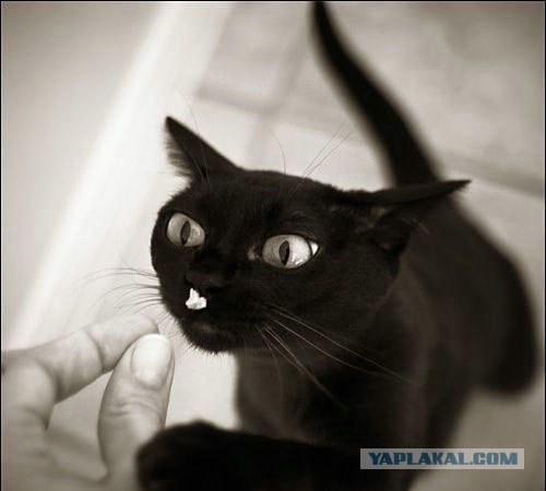 Котовторник на ЯПлакалъ: Кото и кто-то!