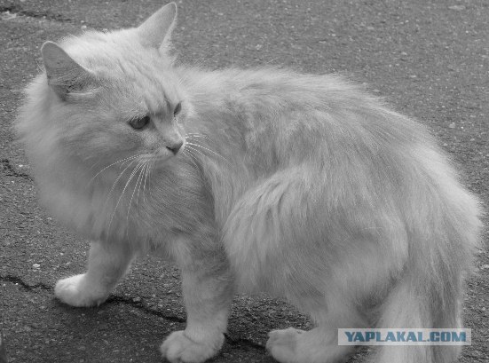 Котовторник объявляется открытым!