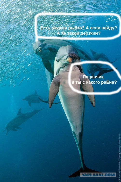 Идет охота на сардин, идет охота!