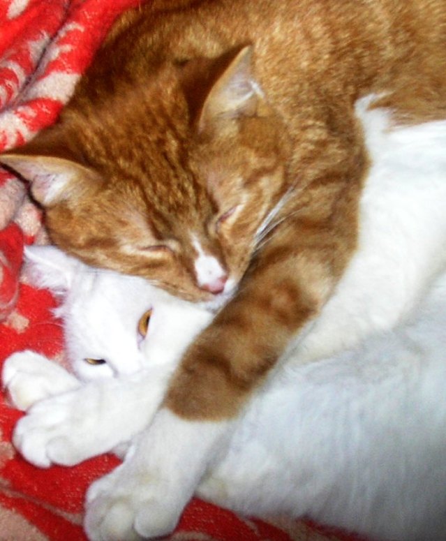 Котовторник в "КотоГетто"
