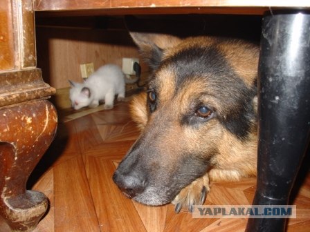 Котовторник 20.12.2011