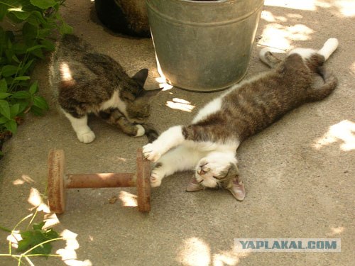 Первый КОТОВТОРНИК 2012