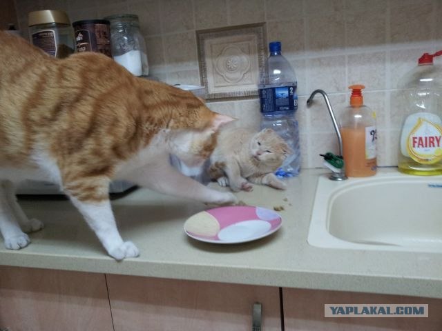 Котовторник (07.02.2012)