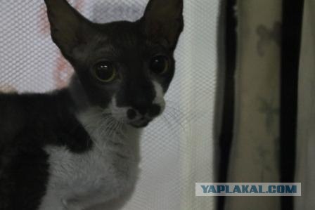 Котовторник 27.03.2012