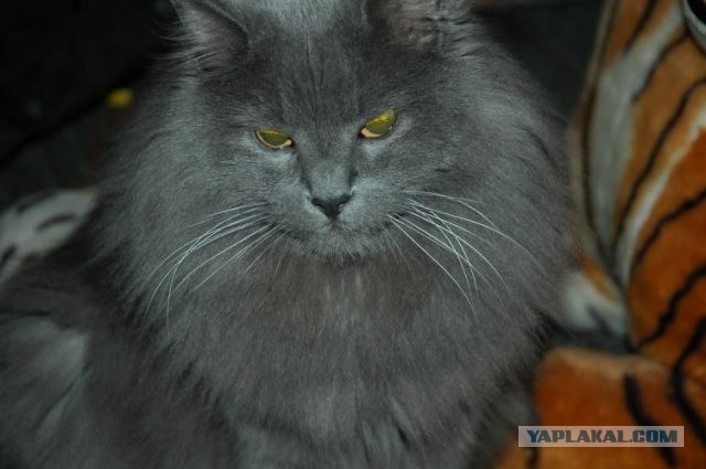 Котовторник (15.05.2012)