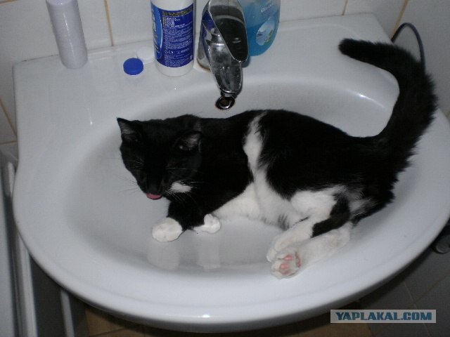 Котовторник  19.06.2012