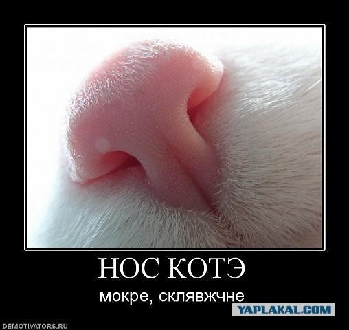 Котовторник  17.07.2012