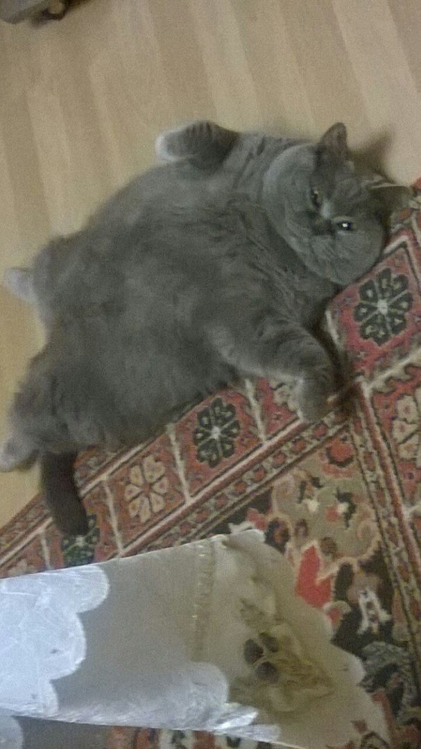 Забавные фото котеек