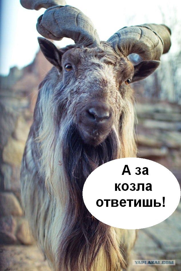 Московский зоопарк