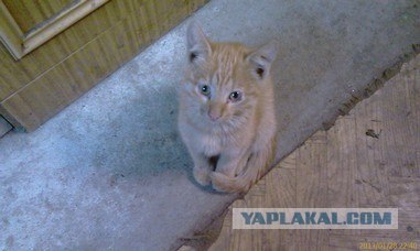 Котовторник 29.01.2013