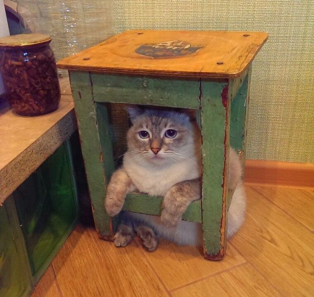 Кот 6 лет живёт на дереве