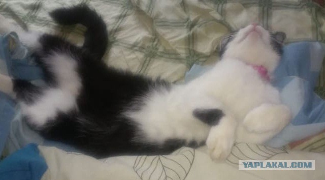 Это "КОКОС", детка!