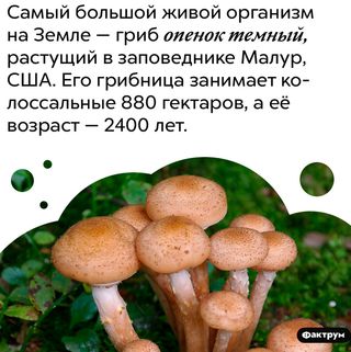 Когда грибы были большими и добрыми