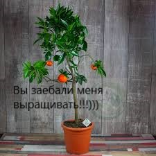 Мандарины