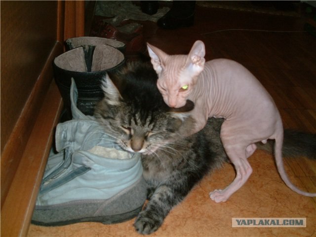 Ислам в мире