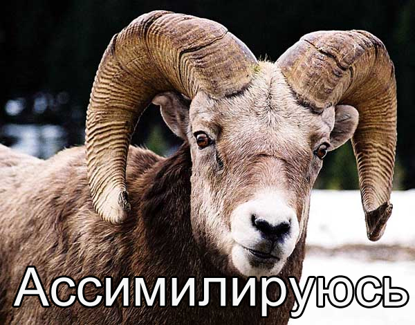 Коп открыл стрельбу по клиентам ресторана