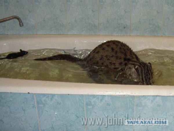 Коты любят принимать ванну