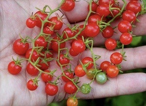 Почему томаты по-русски называются помидорами?