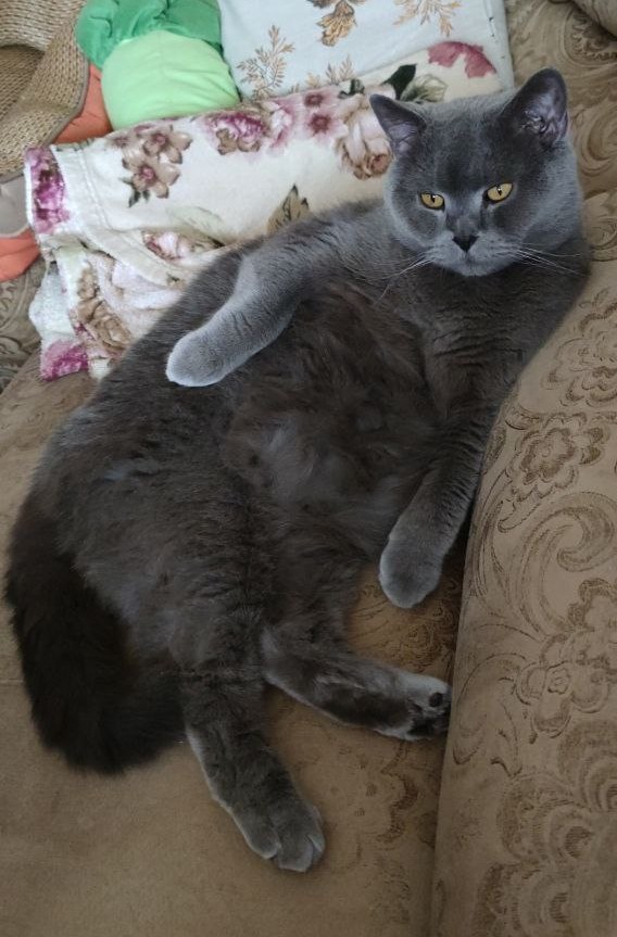 Котовторник вроде.