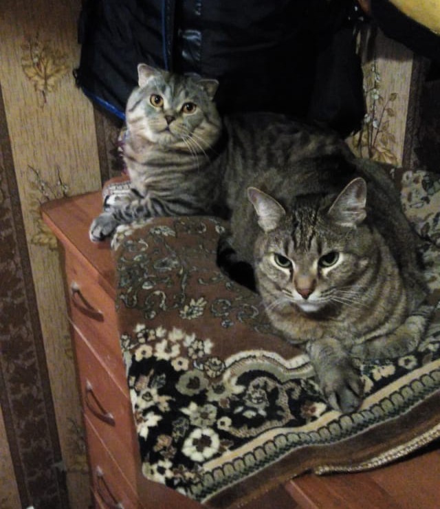 С праздником и котофторником!
