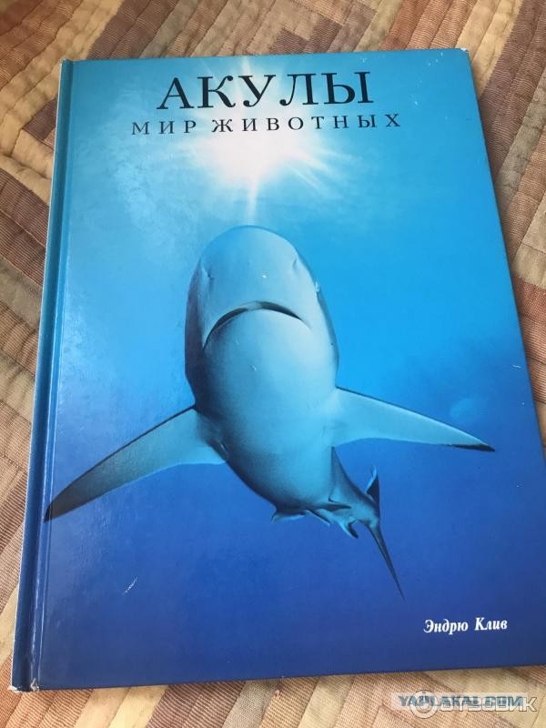 Лососёвая акула: Родственница белой акулы с Дальнего Востока. Теплокровная и живородящая роковая красотка