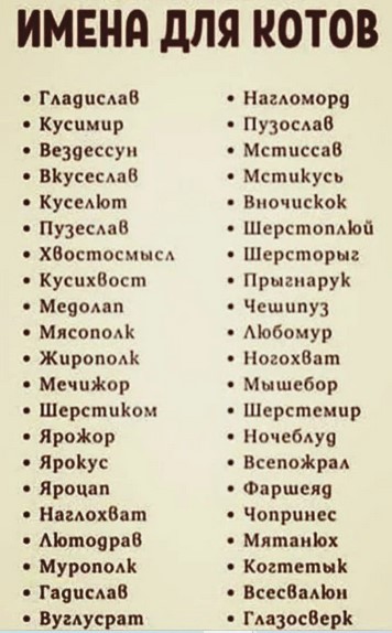 Жизнь домашнего приюта "Котоленд" 362
