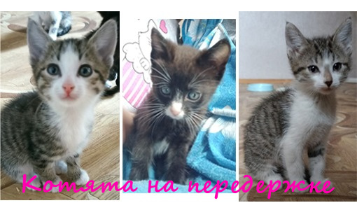 Жизнь домашнего приюта "Котоленд" 366