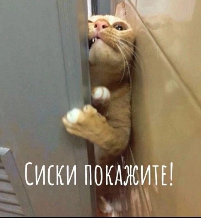 Продукт канала на три буквы