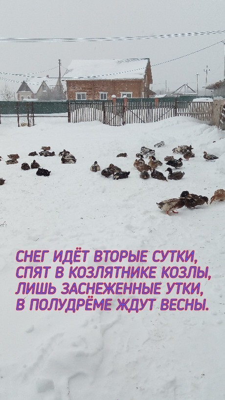 Веселая ферма: живность и снег