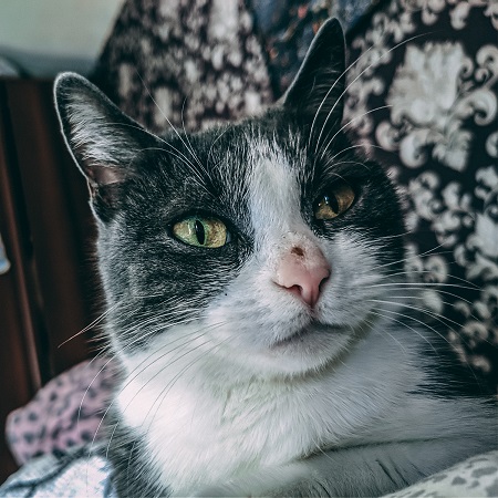 Котовторник в картинках