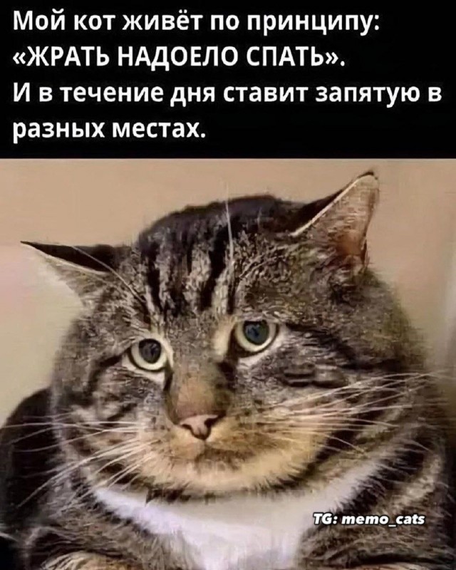 К котовторнику: подборка картинок-баянов с котиками и про котиков. Выпуск 6