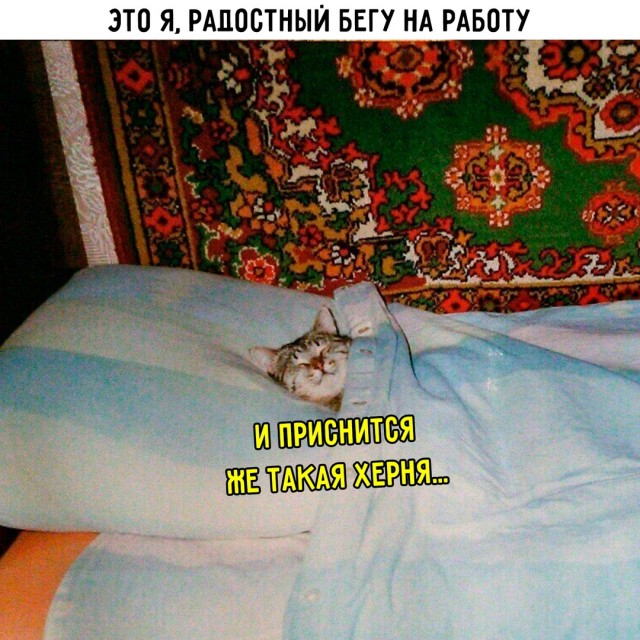 К котовторнику: подборка картинок-баянов с котиками и про котиков. Выпуск 13