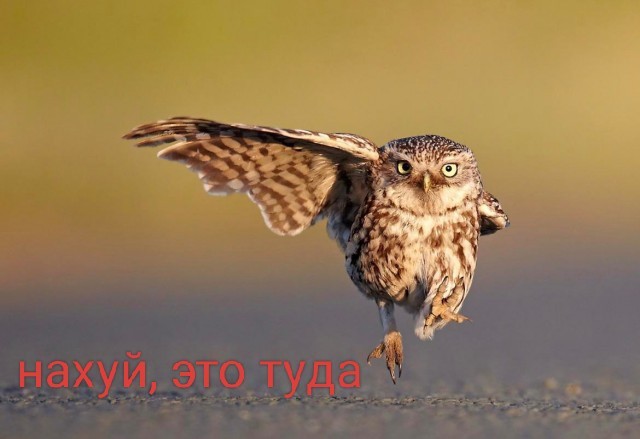 Победители и финалисты премии Wildlife Comedy Photography Awards в области фотографии дикой природы (2016)