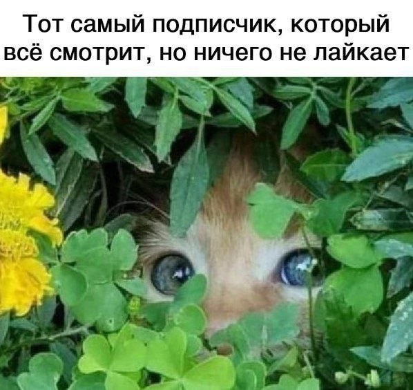 Картинки для деградации 35 (разной степени свежести)