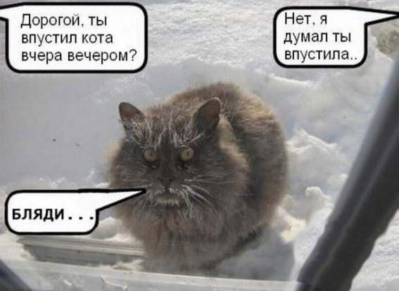 Ночное кормление котов