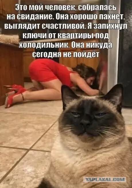 Подборка картинок-баянов с котиками и про котиков. Выпуск 34.