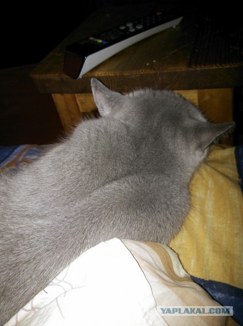 Котовторник 23.07.2013