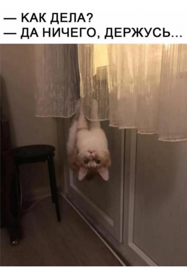 К котовторнику: подборка картинок-баянов с котиками и про котиков. Выпуск 37.