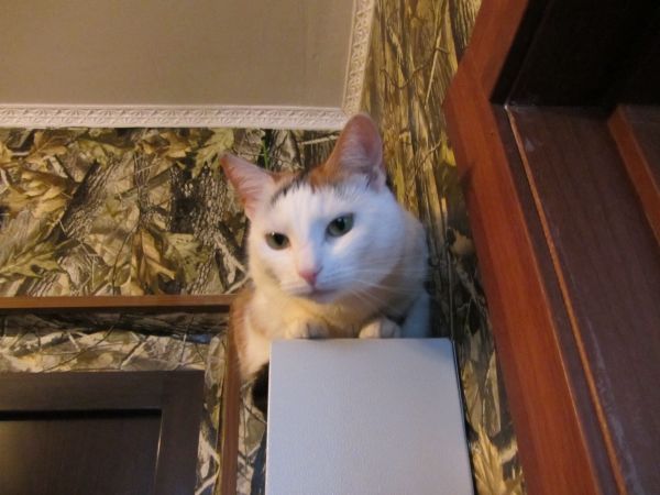Котовторник 29.10.2013