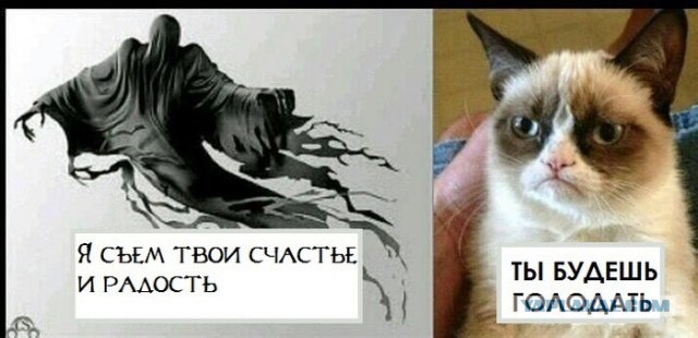 Этот кот - живое воплощение печали
