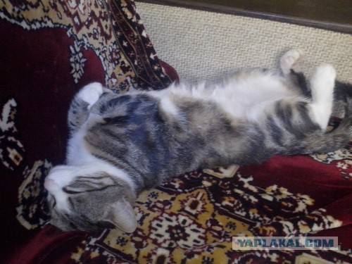 С Котовторником!